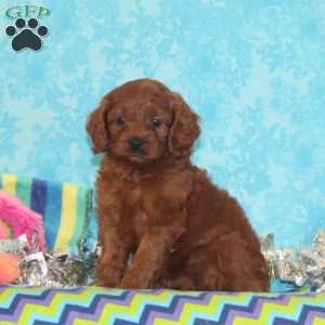 Wren, Cavapoo Puppy